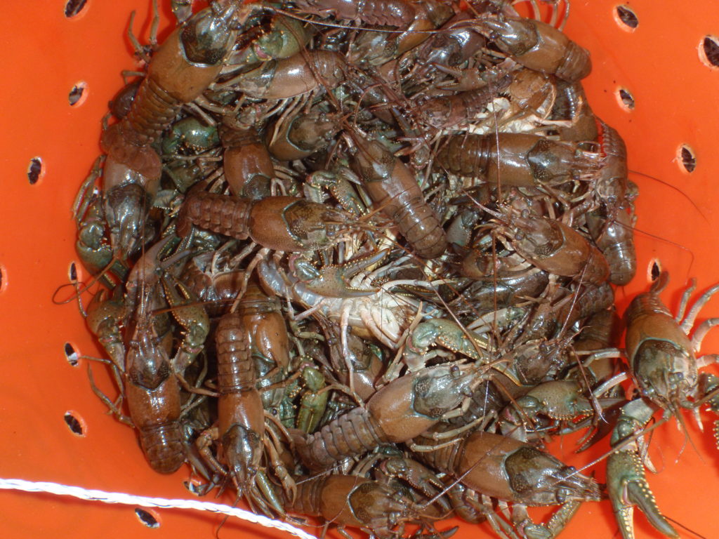 bucket full of live crawdads before being cooked